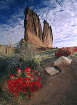 Paintbrush (Castilleja sp) and the Organ Rock, Arches National Park, Utah