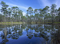 Pine forest mirrored in reflection pond, Ochlocknee River State Park, Florida