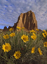 Temple of the Sun with Sunflowers in the foreground, Capitol Reef National Park, Utah