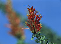 Ocotillo (Fouquieria splendens) cactus blooming during rainy season, native to Sonoran and Chihuahuan Deserts of southeast California and west to Texas
