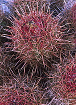 Cotton-top Cactus (Echinocactus polycephalus) detail, Death Valley National Park, California