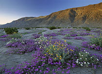 Sand Verbena (Abronia sp) and Desert Sunflowers (Geraea canescens), Anza-Borrego Desert State Park, California