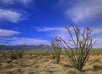 Ocotillo (Fouquieria splendens) and the Vallecito Mountains, Anza-Borrego Desert State Park, California
