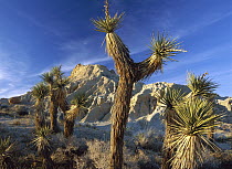 Joshua Tree (Yucca brevifolia) cluster in Red Rock Canyon State Park, California