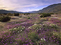 Sand Verbena (Abronia sp) and primrose blooming, Anza-Borrego Desert State Park, California