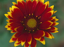 Blanketflower (Gaillardia sp) close-up showing pollen covered anthers and dense pistils in center, North America