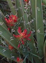Paintbrush (Castilleja sp) growing among with Banana Yucca (Yucca baccata), North America