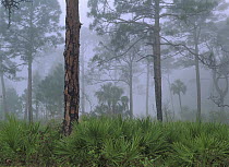 Saw Palmetto (Serenoa repens) and Pine (Pinus sp) trees (Pinus sp) in fog, near Estero River, Florida