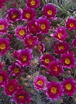 Grizzly Bear Cactus (Opuntia erinacea) in bloom, North America