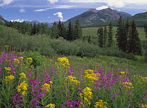 Groundsel (Senecio sp) and Fireweed (Chamerion angustifolium) with Mt Belleview, Colorado