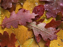 Oak (Quercus sp), Cottonwood (Populus sp) and Willow (Salix sp) leaves in fall colors