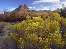 Mitten Rock with autumn colored cottonwoods and blooming desert shrubs, New Mexico