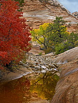 Maple (Acer sp) and Cottonwood (Populus sp) autumn foliage, Zion National Park, Utah