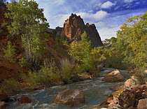 Mt Spry at 5,823 foot elevation with the Virgin River surrounded by Cottonwood trees, Zion National Park, Utah