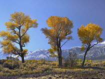 Cottonwood (Populus sp) trees, fall foliage, Carson Valley, Nevada