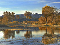 Cottonwood (Populus sp) trees and Willows, fall foliage, Bosque del Apache National Wildlife Refuge, New Mexico