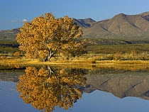 Cottonwood (Populus sp) fall foliage with Magdalena Mountains behind, New Mexico