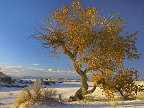 Fremont Cottonwood (Populus fremontii) tree single tree in desert, White Sands National Park, Chihuahuan Desert New Mexico