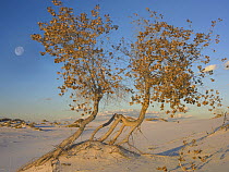 Fremont Cottonwood (Populus fremontii) trees growing in the Chihuahuan Desert at White Sands National Park, New Mexico