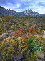 Coyote Bush (Baccharis pilularis) and other desert vegetation, Organ Mountains, New Mexico