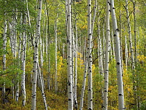 Quaking Aspen (Populus tremuloides) trees in fall, Colorado