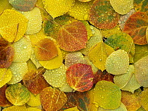 Fallen autumn colored Aspen leaves on the ground covered in dew droplets, Colorado