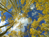 Looking up at blue sky through a canopy of fall colored Aspen trees, Colorado