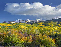 East Beckwith Mountain flanked by fall colored Aspen forests under cumulus clouds, Colorado