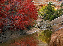 Maple (Acer sp) and Cottonwood (Populus sp) trees in autumn, Zion National Park, Utah