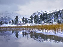 Reeds growing through frozen surface of June Lake, eastern Sierra Nevada, California