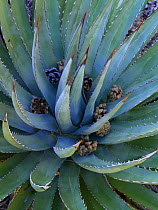 Agave (Agave sp) plants with pine cones, North America