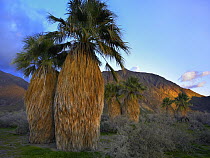 Real Fan Palm (Hyphaene petersiana), Anza-Borrego Desert, California
