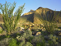 Ocotillo (Fouquieria splendens), Borrego Palm Canyon, Anza-Borrego Desert State Park, California