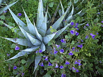 Desert Bluebell (Campanula rotundifolia) and Agave (Agave sp), North America