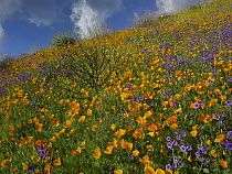 California Poppy (Eschscholzia californica) and Desert Bluebells (Mersensia sp) carpeting a spring hillside, California