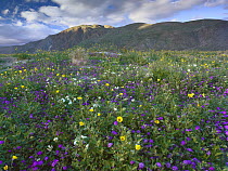 Wildflowers carpeting the ground beneath Coyote Peak, Anza-Borrego Desert, California