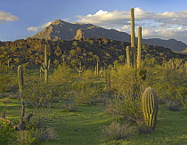 Saguaro (Carnegiea gigantea) cacti, Picacho Mountains, Picacho Peak State Park, Arizona