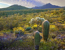 Ajo Mountains, Organ Pipe Cactus National Monument, Sonoran Desert, Arizona