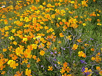 California Poppy (Eschscholzia californica) field