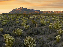 Pepperweed (Lepidium sp) meadow beneath El Capitan, Guadalupe Mountains National Park, Texas