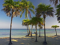 Palm trees on beach at Palmetto Bay, Roatan Island, Honduras