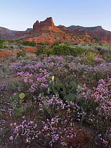 Spring wildflowers in the desert, Caprock Canyons State Park, Texas