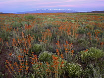Globemallow (Sphaeralcea sp) cluster and La Sal Mountains, Salt Valley, Arches National Park, Utah