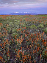 Globemallow (Sphaeralcea sp) cluster and La Sal Mountains, Salt Valley, Arches National Park, Utah