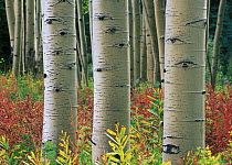 Quaking Aspen (Populus tremuloides) trunks, Colorado