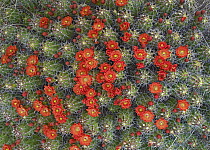 Claret Cup Cactus (Echinocereus triglochidiatus) detail of flowers in bloom, North America