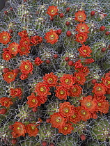 Claret Cup Cactus (Echinocereus triglochidiatus) detail of flowers in bloom, North America