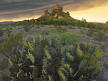 Opuntia (Opuntia sp) and hoodoos, Big Bend National Park, Chihuahuan Desert, Texas