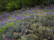 Sand Bluebonnet (Lupinus subcarnosus) and Prickly Pear cactus (Opuntia sp), Hill Country, Texas