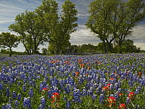 Sand Bluebonnet (Lupinus subcarnosus) and Indian Paintbrush (Castilleja miniata) flowers in bloom, Hill Country, Texas